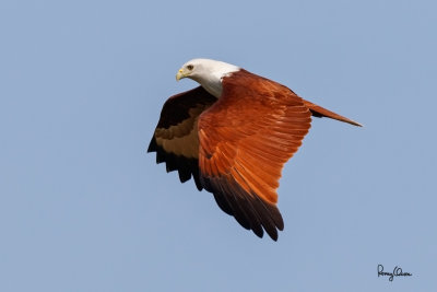Brahminy Kite (Haliastur indus, resident, adult)

Habitat - Open areas often near water, and also in mountains to 1500 m.

Shooting Info - Sto. Tomas, La Union, Philippines, February 23, 2017, EOS 7D MII + EF 400 DO IS II + EF 1.4x TC III,
560 mm, f/7.1, 1/2000 sec, ISO 320, manual exposure in available light, hand held, major crop resized to 1500 x 1000. 