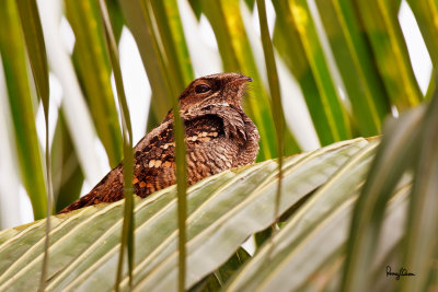 Philippine Nightjar (Caprimulgus manillensis, a Philippine endemic)

Habitat - Uncommon in scrub, second growth and pine forest up to 2000 m. 

Shooting Info - UP-Diliman, Quezon City, Philippines, November 30, 2007, Canon 40D + Sigmonster (Sigma 300-800 DG),
800 mm, f/9, ISO 200, 1/15 sec, 475B/3421 support, fill-in spotlight, manual exposure.

 

