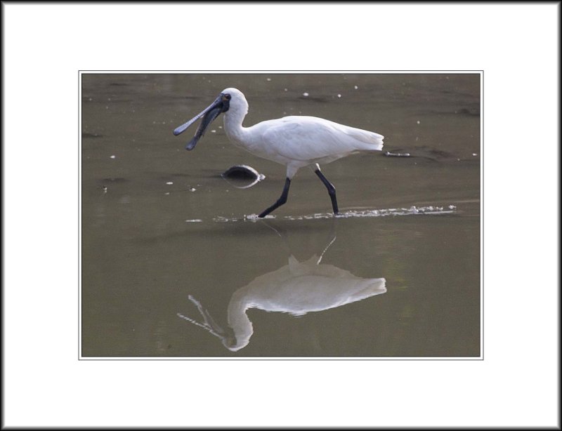 <i>A Black-face Spoonbill