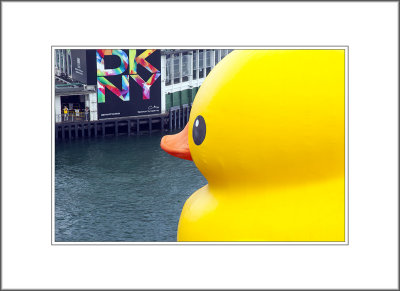 Rubber Duck said,This is my last day in HK and I'm going to the States. 
