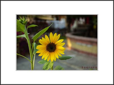  A Sunflower in a Taoist Temple