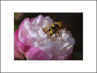Camellia and Bee