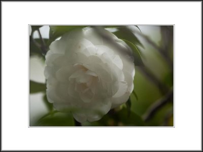 White Camellia-Beauty