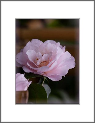 2014 Flower Show 3 - Pink Camellia