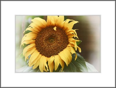 2014 Flower Show 4 - Sunflower