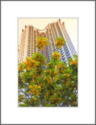 40-storey residential buildings and flower-loaded tree 