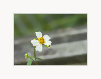 Little Flower on Wooden Bench