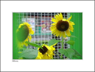 3 Sunfloweres