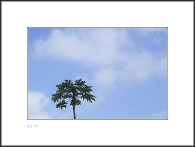  A Papaya Tree