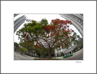 Delonix Regia,Buildings and Taxi