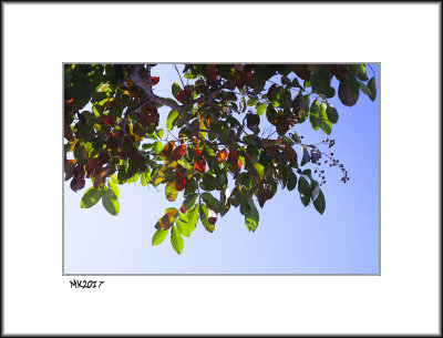 Queen Crape Myrtle