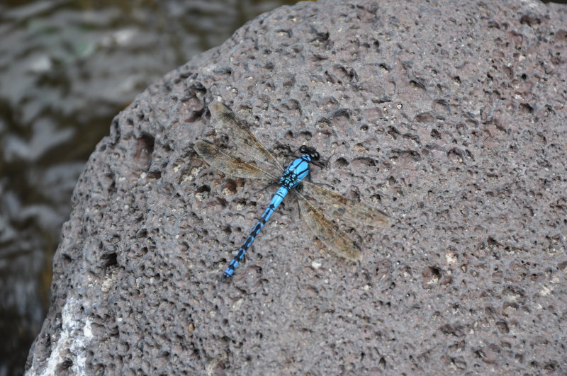 DSC_0344.JPG