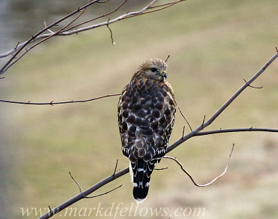 Red Shouldered Hawk perched outside my kitchen window
