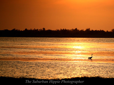 Water Bird in Mayakka River state park, Florida.jpg