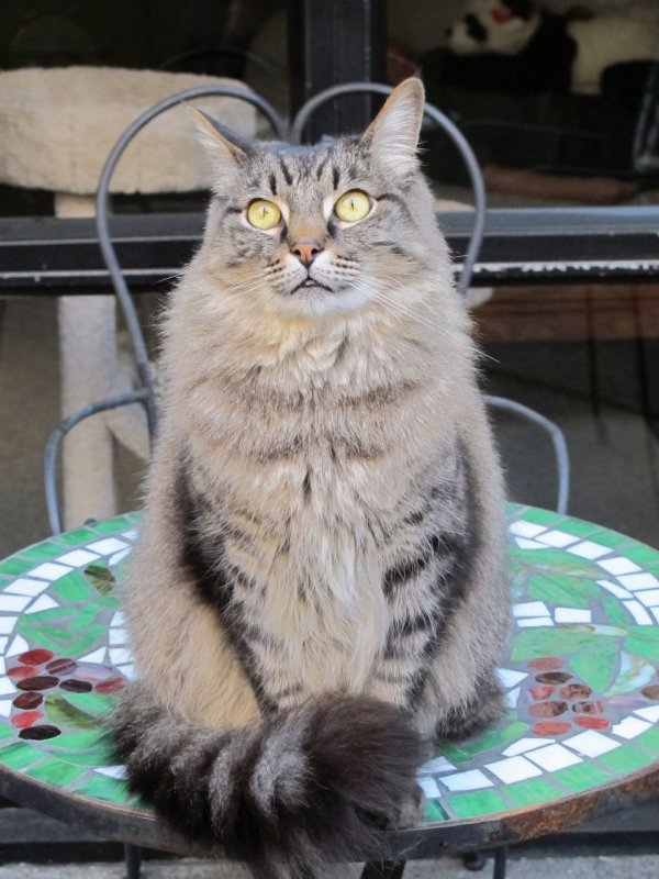 Rocky on his patio table