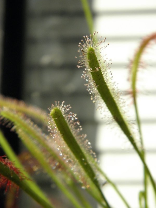 Drosera