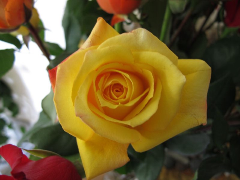 Yellow Rose