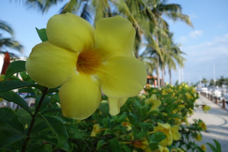 El Cid Marina Beach Flower