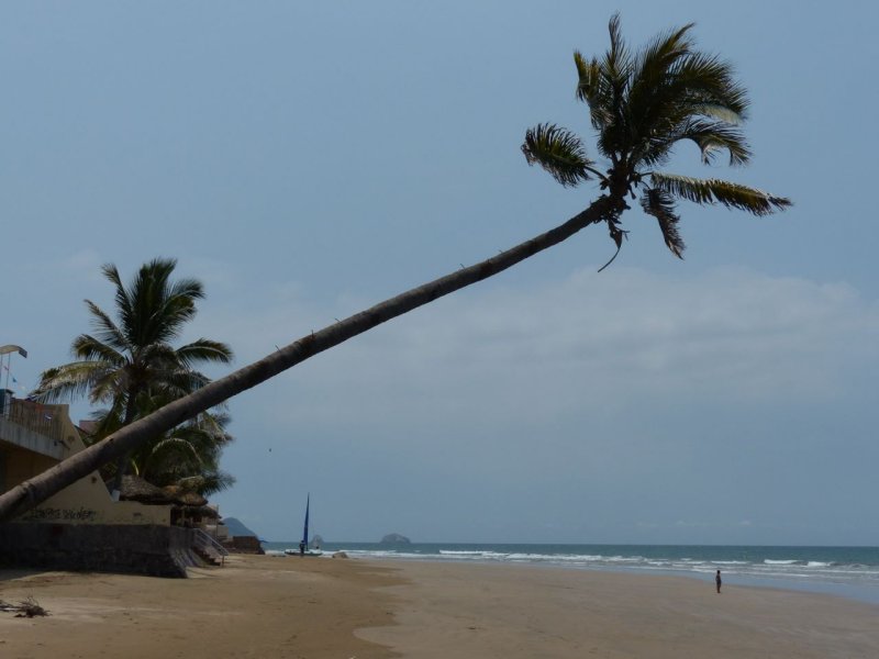 Playa Sabalo Palm