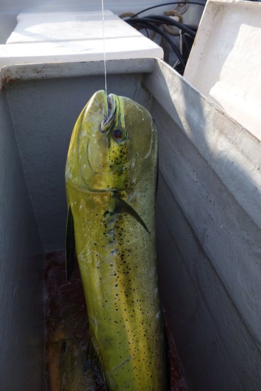 Mahi Mahi - Our First Catch of the Day