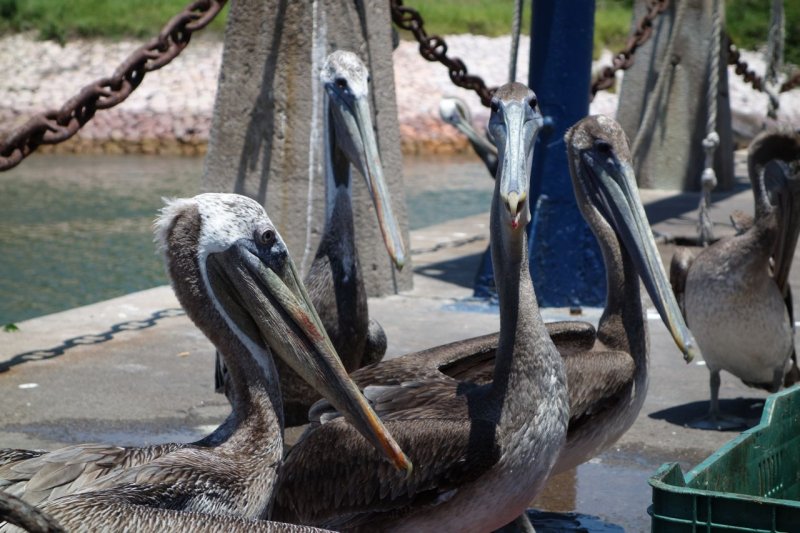 Hungry Pelicans