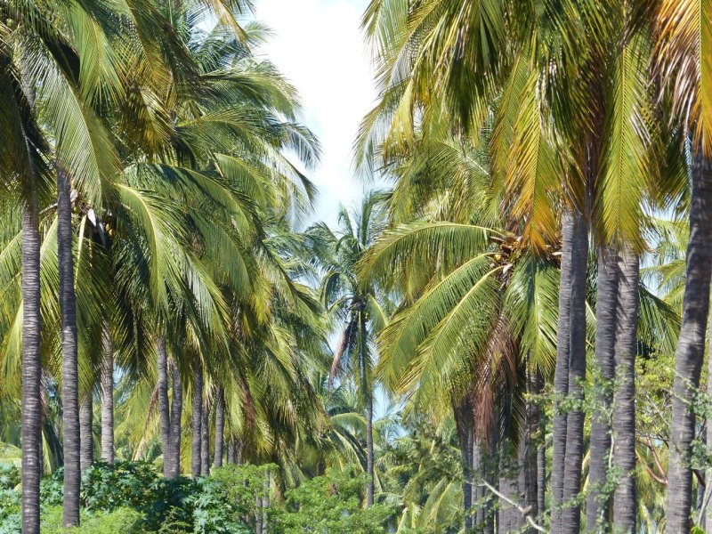 Stone Island Palm Plantation