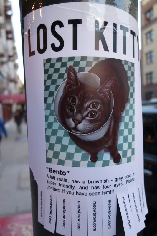 Lost Kitty