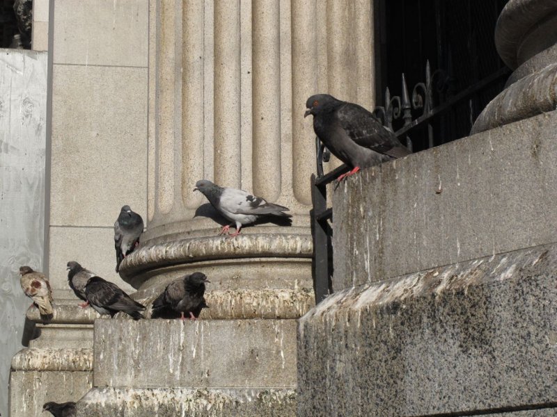 Hibernia Bank Pigeons