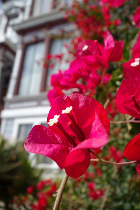 Bougainvillea