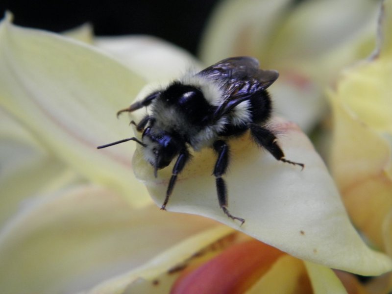 Bumblebee in my Garden