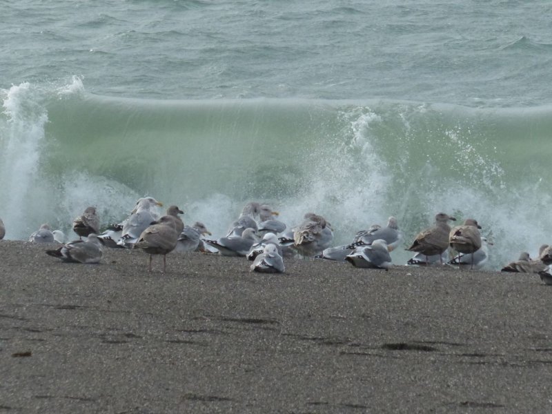 Goat Rock State Beach