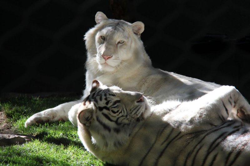 Big Cats at the Siegfried & Roy's Secret Garden and Dolphin Habitat 