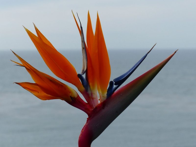 Swami's bird of paradise flower