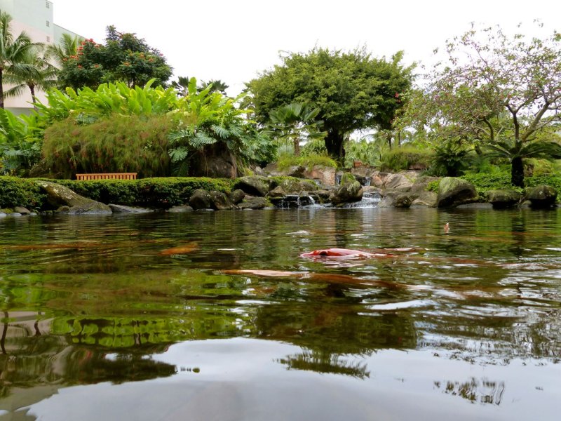 Kauai Marriott Resort Koi Pond