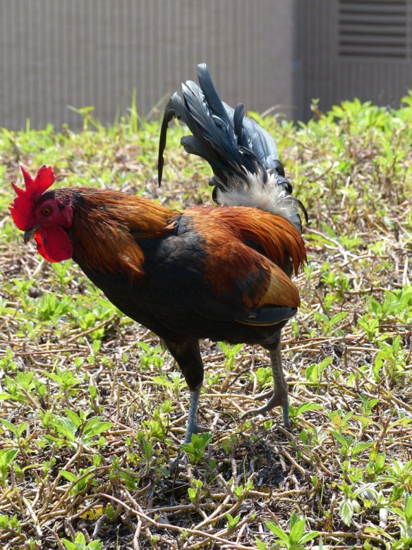 Kauai Marriott Resort Rooster