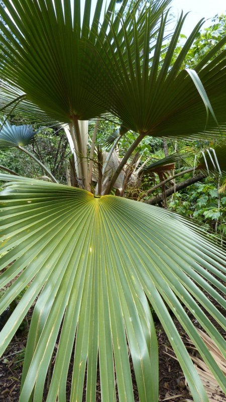 Limahuli Garden and Preserve