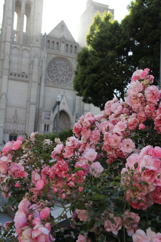 Huntington Park Flowers