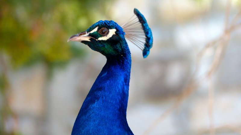 Bodrum Castle Peacock