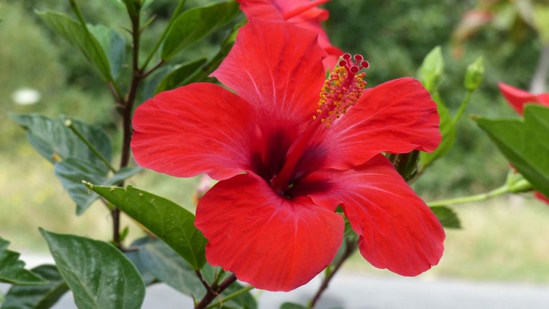 Mandraki Hibiscus