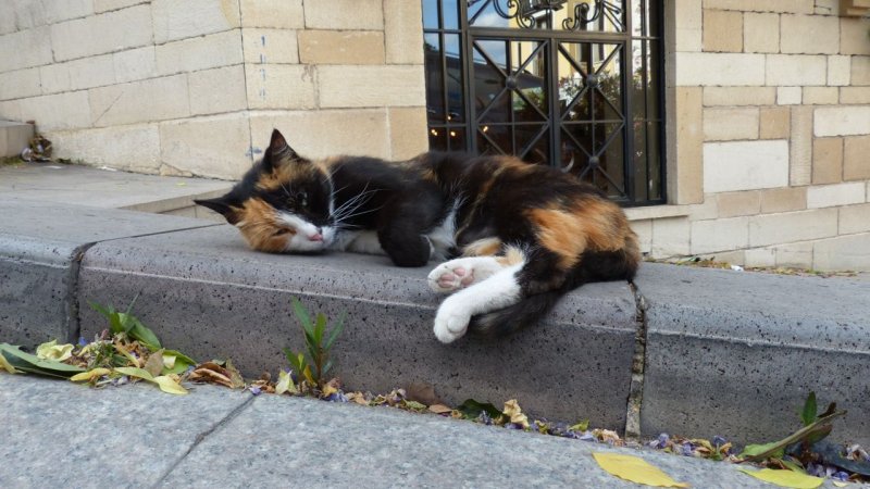 Street Kitty
