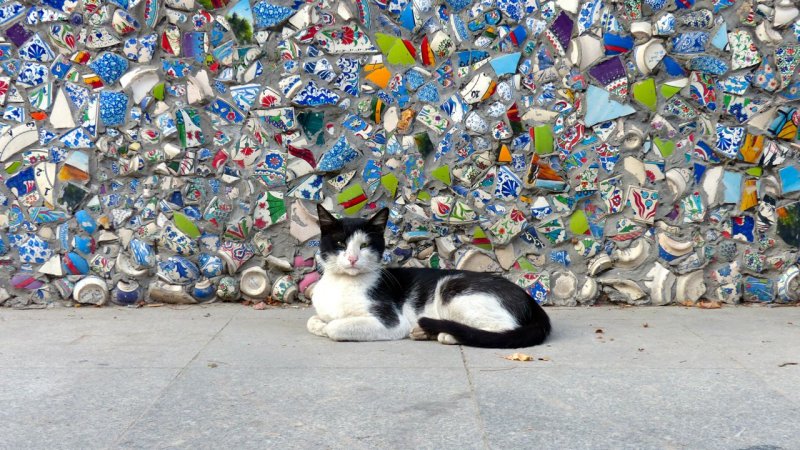 Istanbul Street Cat with Mosaic Tile Wall