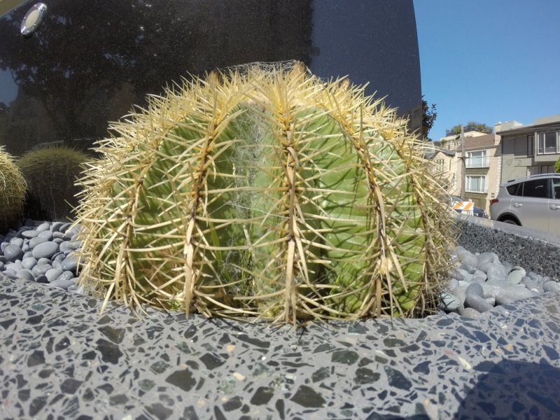 Pacific Heights Cactus