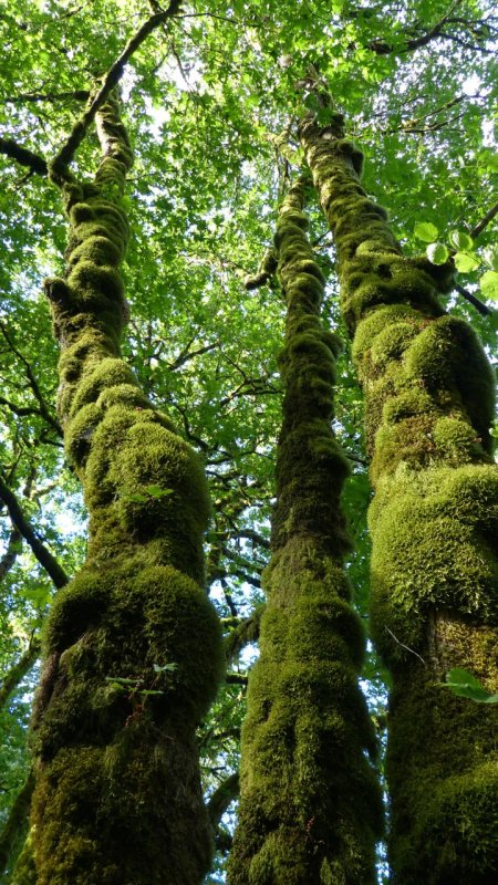 Mossy Trees