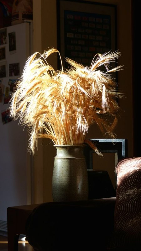 Living Room Wheat