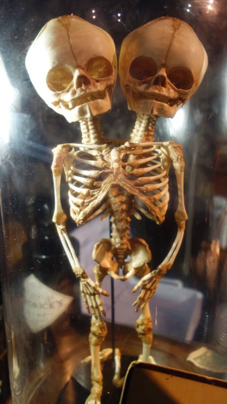 Hendricks Gin Emporium Of The Unusual Skeleton