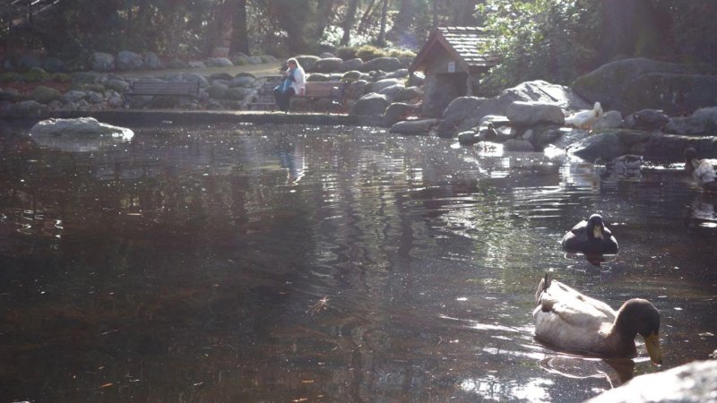 Lithia Park Lower Duck Pond