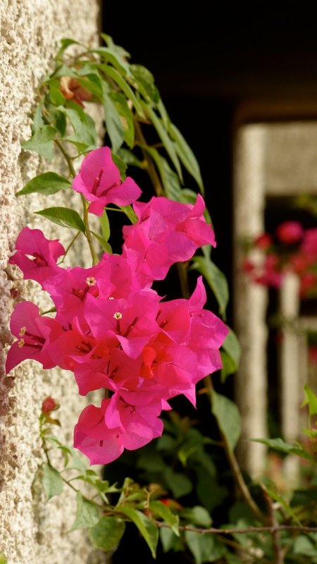 Buganvilias Resort Bougainvillea