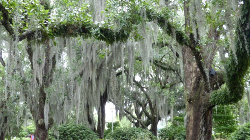 New Orleans City Park