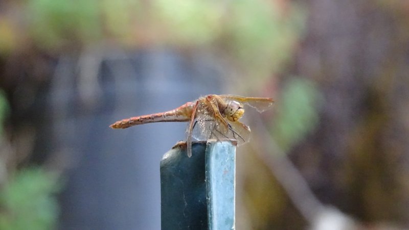 female Variegated Meadowhawk, Sympetrum corruptum