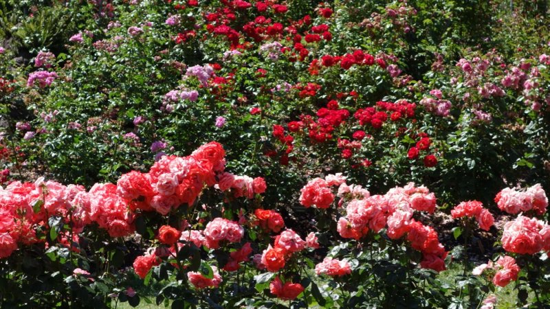 Portland Rose Garden